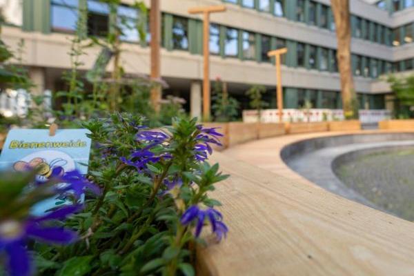 Neu angelegt im Innenhof: eine insektenfreundlich Bienenweide