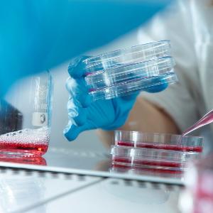 Close-up: Pipetting of colored cell culture medium.