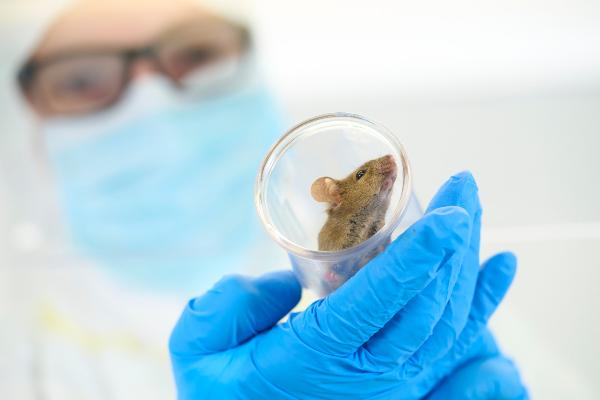Animal care taker holds mouse