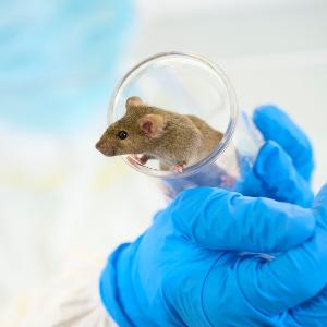 Maus erkundet von Forscherin gehaltene Plexiglasröhre