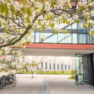 Außenaufnahme Großer Hörsaal BMC mit blühenden Bäumen im Vordergrund