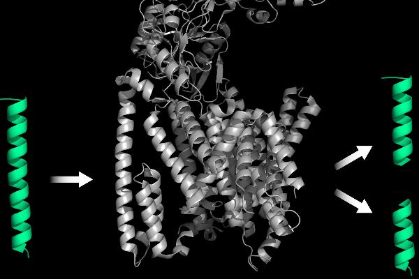 © Steiner Lab Group / BMC