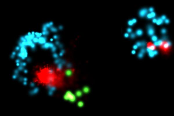 © Brocker Lab / BMC