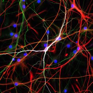 Paquet Neurons Astrocytes