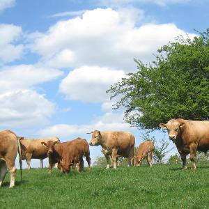 Gelbviehherde auf der Weide
