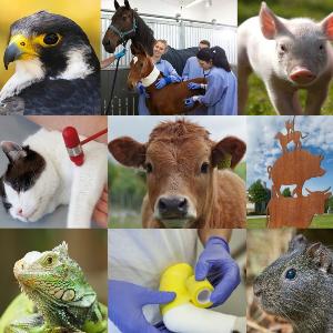 Institut für Mikrobiologie an der Tierärztlichen Fakultät