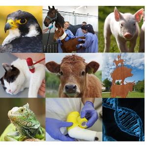 Institut für Mikrobiologie an der Tierärztlichen Fakultät