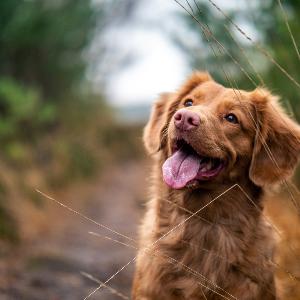 Hund im Feld Hund im Feld