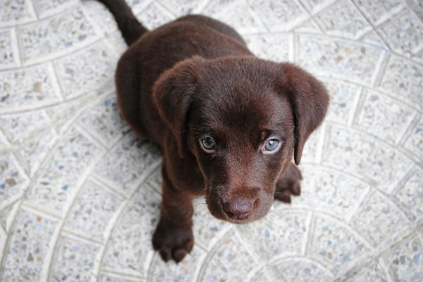 junger Hund