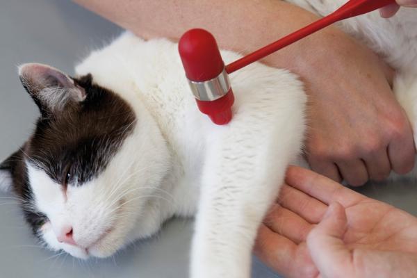 Katze mit Reflexhammer