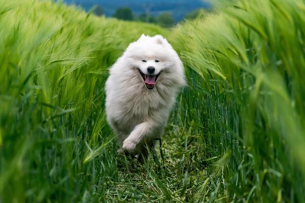 Hund im Feld