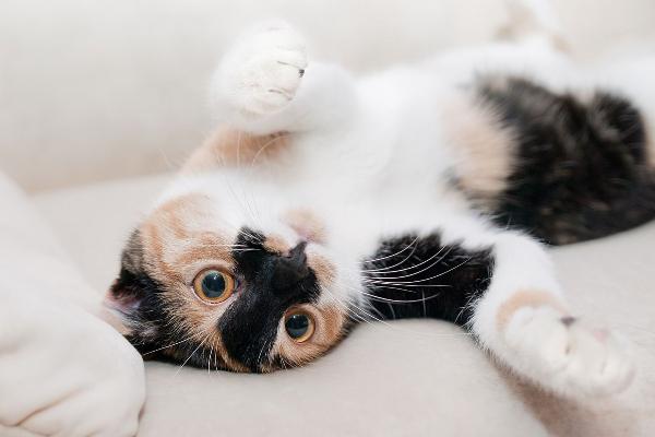 Katze auf dem Rücken