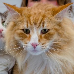 Katzen | © LMU Katzen