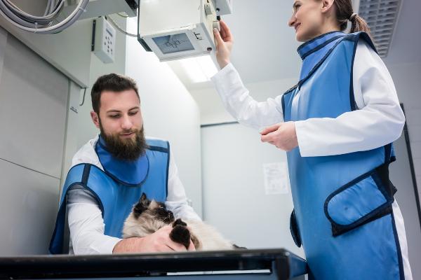 Tierärzte mit Katze und Röntgenanlage