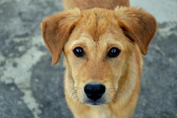 Hund