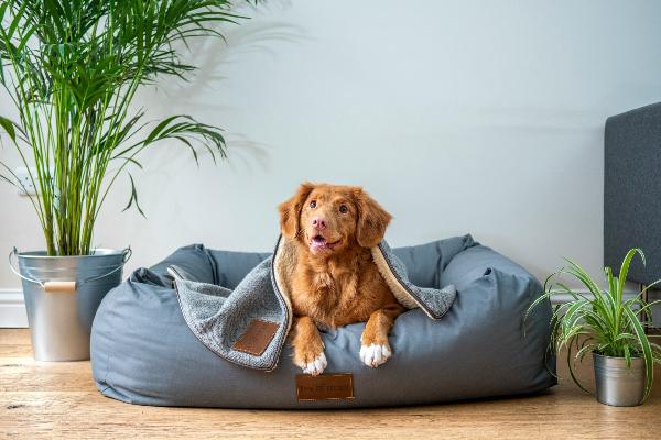 Hund im Hundebett