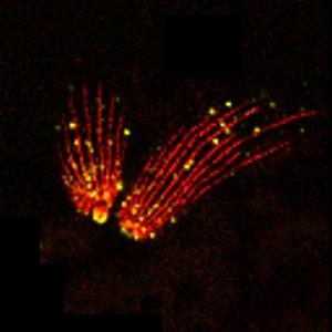 Ultraexpansion microscopy of extracellular tachyzoites of Toxoplasma gondii with labelling of microtubules and methylation