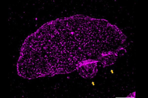 Visualisation of the plasma membrane reservoir of Toxoplasma gondii tachyzoites using ultra-expansion microscopy