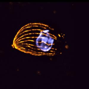 Ultra expansion microscopy of extracellular tachyzoites of Toxoplasma gondii with labelling of microtubules and nucleus | © LMU / Peipei Qin Ultra expansion microscopy of extracellular tachyzoites of Toxoplasma gondii with labelling of microtubules and nucleus