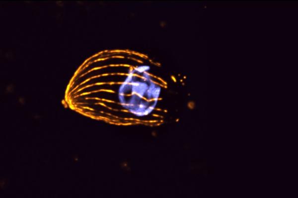 Ultra expansion microscopy of extracellular tachyzoites of Toxoplasma gondii with labelling of microtubules and nucleus