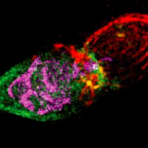 Eindringender Tachyzoit von Toxoplasma gondii