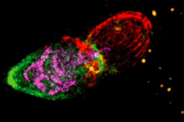 Invading Tachyzoite of Toxoplasma gondii