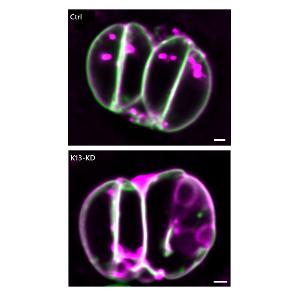 Effects of micropore destabilisation on the membrane dynamics of Toxoplasma gondii