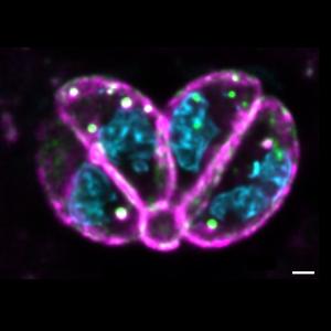Plasma membrane labelling of Toxoplasma gondii tachyzoites