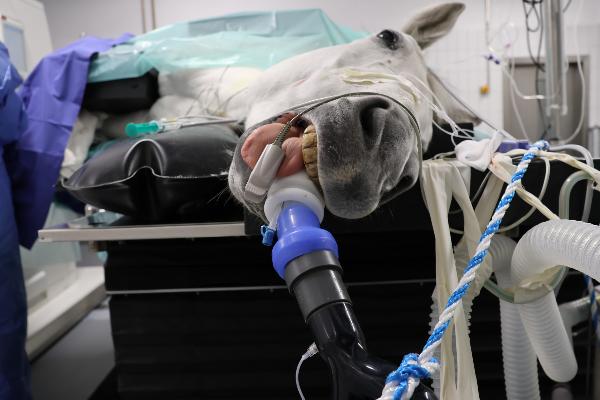 horse under anesthesia