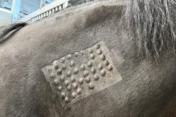Intrakutantest beim Pferd