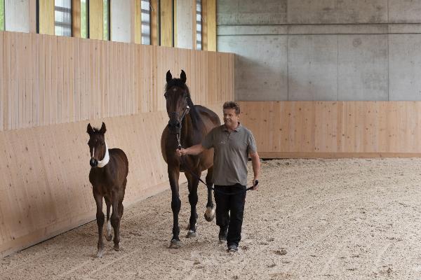 foal with mare