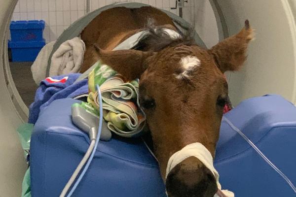 Foal in CT