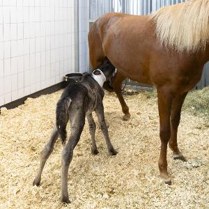 drinking foal