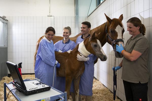 ultrasound examination of a foal
