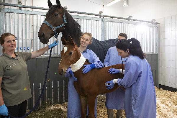 examination of a foal