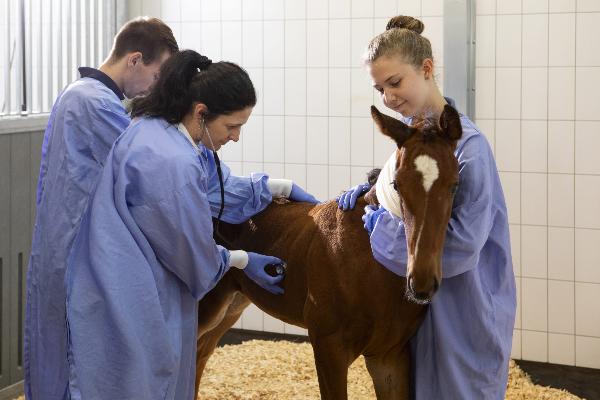 examination of a foal