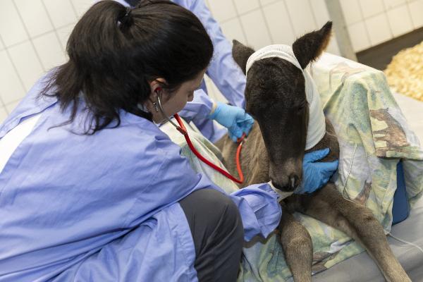 examination of a foal