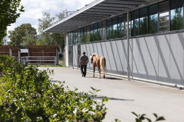 horse being led