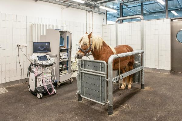Horse in the examination stand