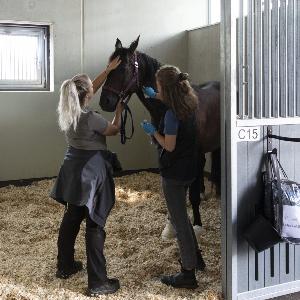 horse box with horse and staff