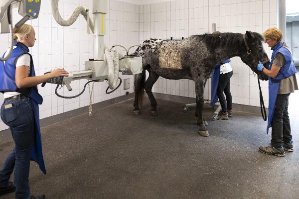 Röntgenuntersuchung eines Pferdes
