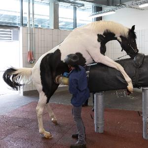sperm collection from stallion