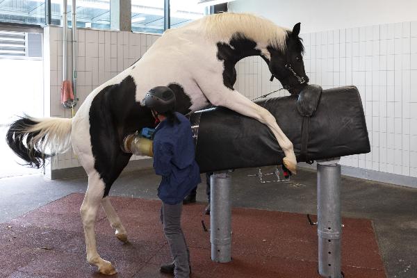 Spermagewinnung beim Hengst