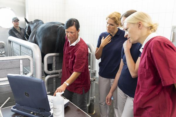 Ultrasound examination of a mare