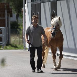 horse being led