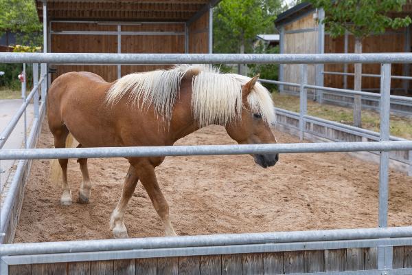 horse in the paddock