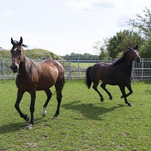 horses in the paddock