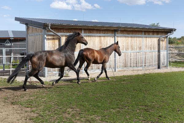 horses in the paddock
