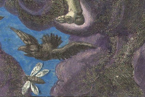 Adriaen Collaer: Lucht/Luft/Air, Rijksmuseum Amsterdam