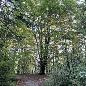 Baum im Wald